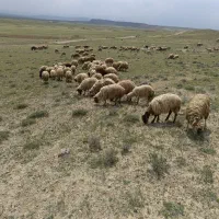 بره نر|حیوانات مزرعه|پلدشت, |دیوار