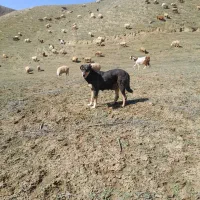 ماده سگ|سگ|بجنورد, |دیوار