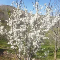 علف چینی