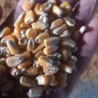 ذرت دانه ای درجه یک