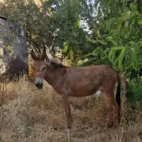 قاطر ماده سن ۲سال ۶ ماه