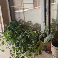 فروش گل با گلدان سرامیکی
