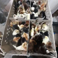 جوجه برهما سلطان گلپایگان رنگی اردک