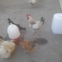 مرغ برهما