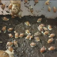 حلزون ۴ ماهه
