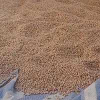 نخوددرجه‌‌یک‌ابگوشتی