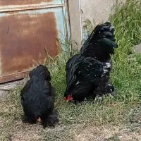 جفت برهما بلک تازه بالغ