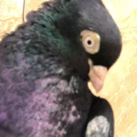 آبادانی