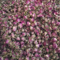 غنچه گل محمدی