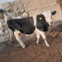 گوساله نر