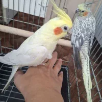 عروس هلندی