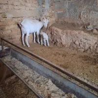 بزسانن