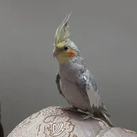 عروس هلندی گم شده