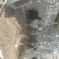 بز جوان داشتی