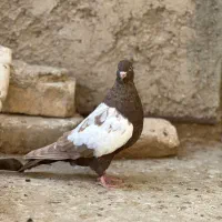 کبوتر یا کفتر ماده سینه سرکه ای و ماده طوق زرد