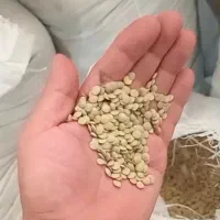 خواروبار