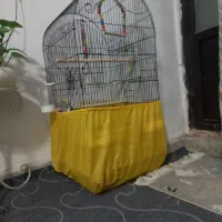قفس عروس هلندی نر