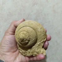 فروش فسیل حلزون با قدمت صد میلیون ساله