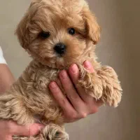 شیتزو عروسکی کیفیت بی‌نظیر