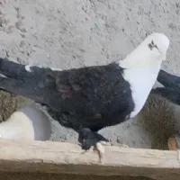 کفتر|پرنده|گناباد, |دیوار