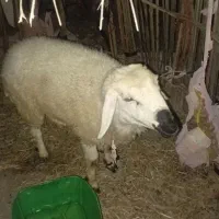 فروش گوسمند قیمت ۱۵