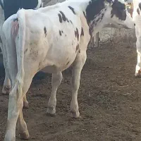 گوساله ماده دوتا