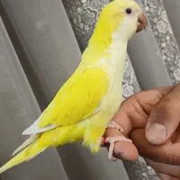راهب ماده زرد