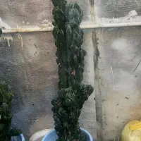 گل کاکتوس صخره ای