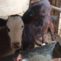 گاو با گوساله
