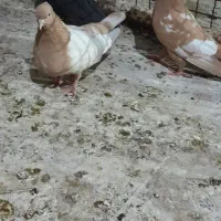 کفتررنگی