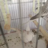 عروس هلندی ماده ونر
