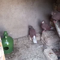 کبوتر سرخ کاشان
