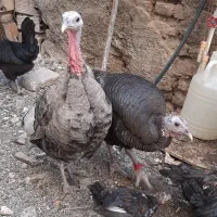 بوقلمون ماده کرچ شو