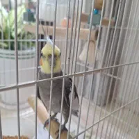 عروس هلندی نر با قفس و تمام لوازم