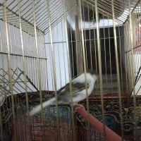 فروش قناری گلاستر