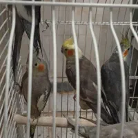 شش عدد عروس هلندی رام و دستی وسخنگو