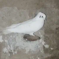 کبوتر|پرنده|چرداول, |دیوار