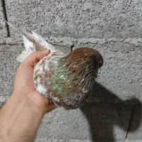 کفتر|پرنده|خمام, |دیوار