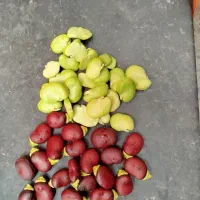 باقالی سبز