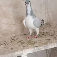 پرنده