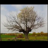 زمین کشاورزی