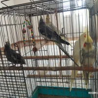 چهار عدد عروس هلن