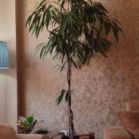 درخچه آمستل کینگ