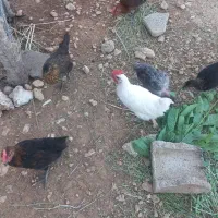 جوجه