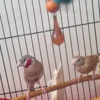 فنچ گلوبریده و بنگالی