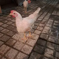 فروش خروس بالغ