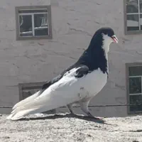 شهری
