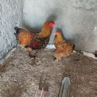 مرغ و خروس برهما