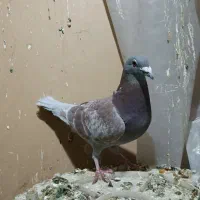 پلاکی سرخ اصیل