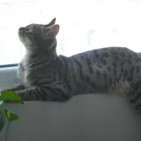 واگذاری گربه dsh